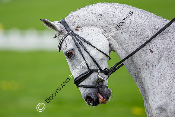 Badminton Horse Trials presented by Mars Equestrian