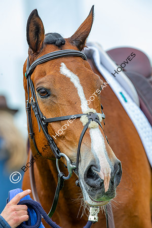 Badminton Horse Trials presented by Mars Equestrian