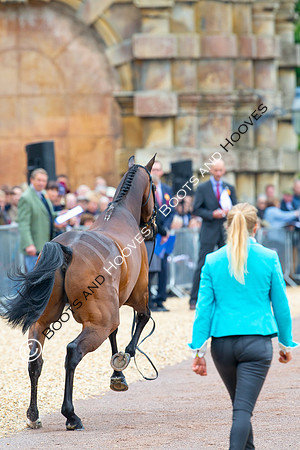 Horse Trials