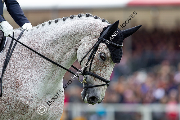 Horse Trials