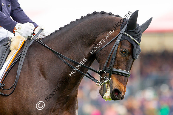 Horse Trials