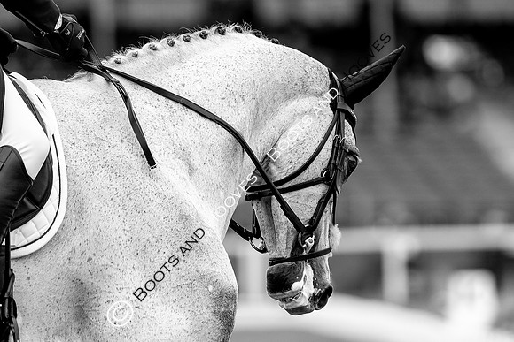Horse Trials