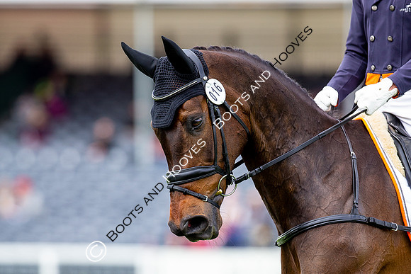 Horse Trials