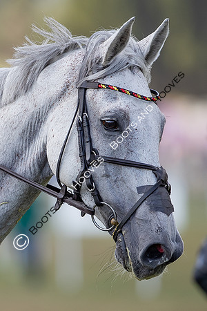 FEI Eventing World Championships 2022