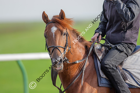 Newmarket