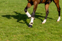 Agria Blenheim Palace International Horse Trials hosting the Agria FEI Eventing European Championship, Eventing, Blenheim Palace, Oxfordshire, UK - 19 Sep 2025