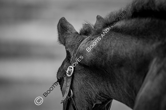 June 2022 ~MANDATORY Credit Elli Birch/Bootsandhooves- NO UNAUTHORISED USE - 07745909676