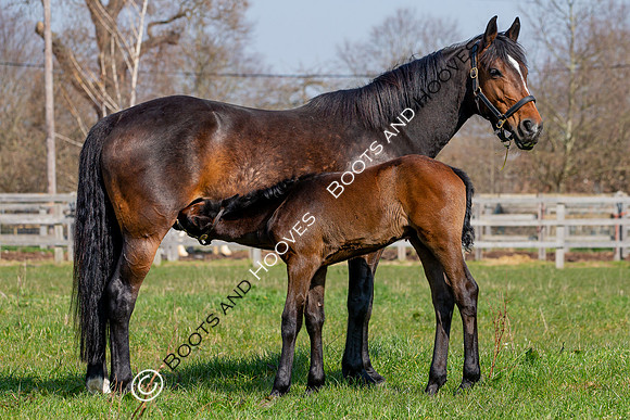 ~ MANDATORY Credit Elli Birch/Bootsandhooves- NO UNAUTHORISED USE - 07745909676