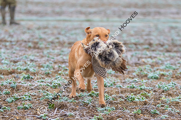 Dines Hall Game Shoot. 23/01/2019 ~ MANDATORY Credit Nick Gunn/Bootsandhooves - NO UNAUTHORISED USE - 07745 909676