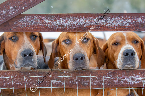 Hound Exercise