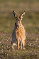 Wallasea