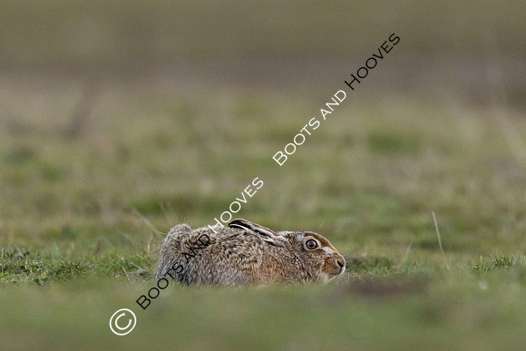 Wallasea