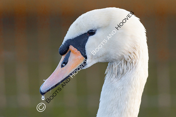 Wallasea