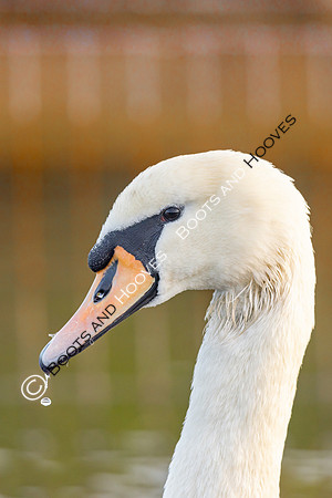Wallasea