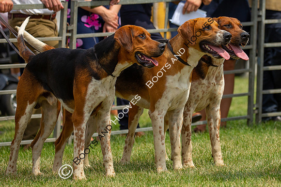 Festival of Hunting
