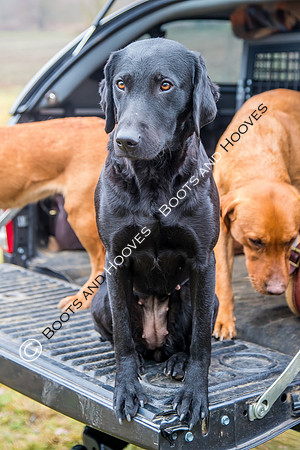 Dines Hall Game Shoot. 23/01/2019 ~ MANDATORY Credit Nick Gunn/Bootsandhooves - NO UNAUTHORISED USE - 07745 909676