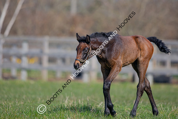 ~ MANDATORY Credit Elli Birch/Bootsandhooves- NO UNAUTHORISED USE - 07745909676