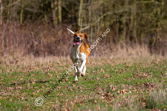 Hunting