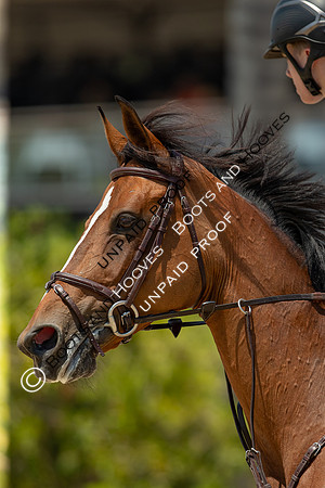 FEI Junior European Championship Young Riders, Juniors & Childre