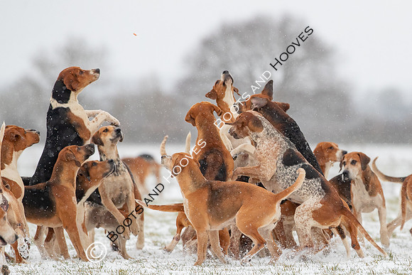 Hound Exercise