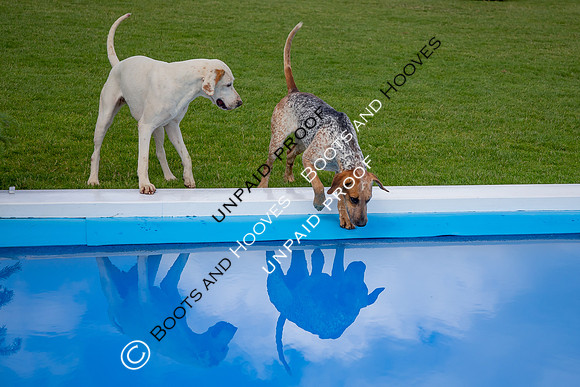 The Al Shira'aa Hickstead Derby Meeting