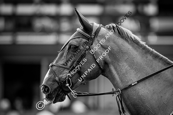 The Al Shira'aa Hickstead Derby Meeting