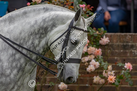 The Al Shira'aa Hickstead Derby Meeting