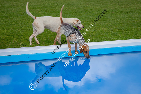 The Al Shira'aa Hickstead Derby Meeting