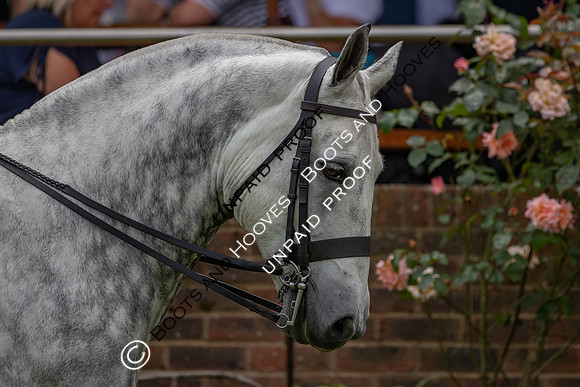 The Al Shira'aa Hickstead Derby Meeting