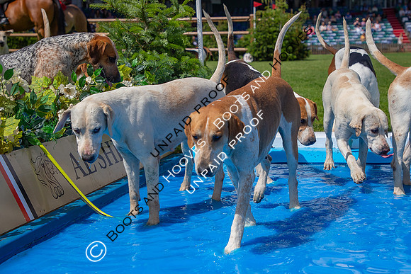 The Al Shira'aa Hickstead Derby Meeting