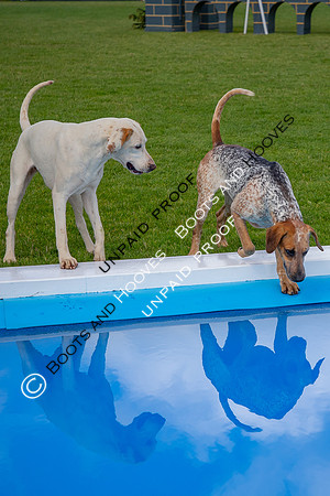 The Al Shira'aa Hickstead Derby Meeting