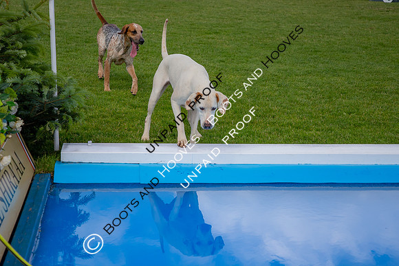 The Al Shira'aa Hickstead Derby Meeting