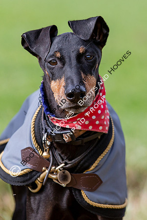 The Al Shira'aa Hickstead Derby Meeting