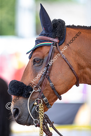 The FEI World Championships Herning 2022