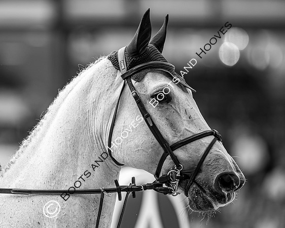 The FEI World Championships Herning 2022
