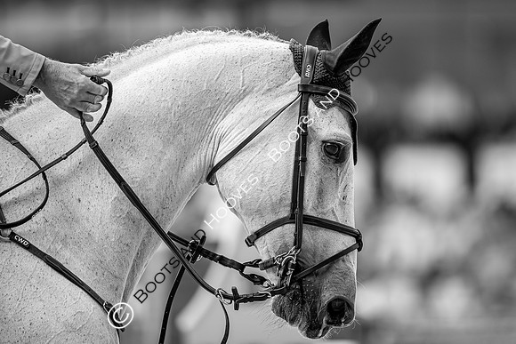 The FEI World Championships Herning 2022