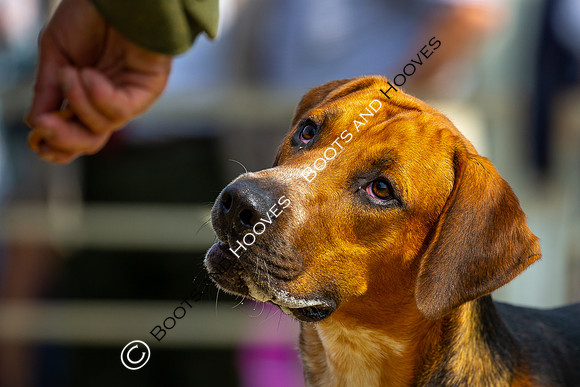 Festival of Hunting