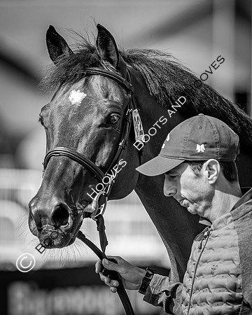The FEI World Championships Herning 2022