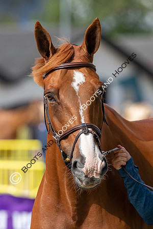 The FEI World Championships Herning 2022
