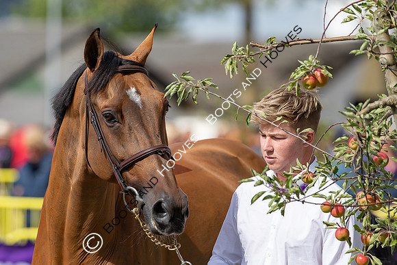 The FEI World Championships Herning 2022