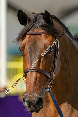 The FEI World Championships Herning 2022