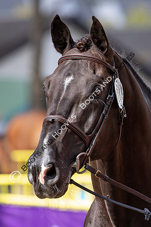 The FEI World Championships Herning 2022