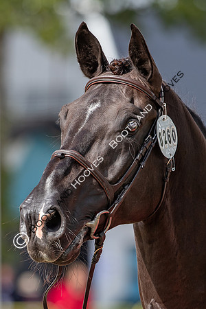 The FEI World Championships Herning 2022