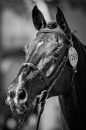 The FEI World Championships Herning 2022