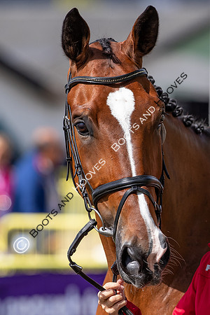 The FEI World Championships Herning 2022