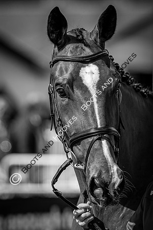 The FEI World Championships Herning 2022