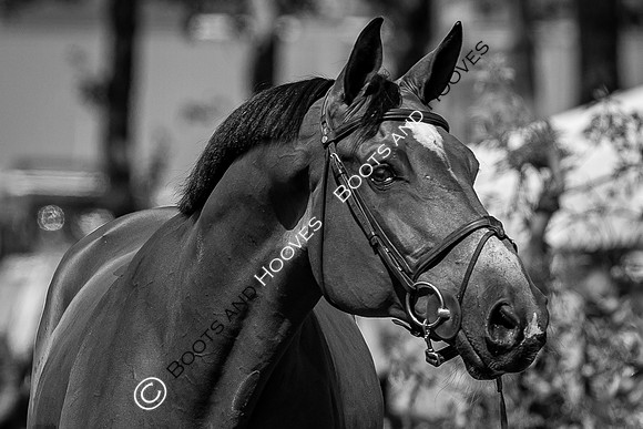 The FEI World Championships Herning 2022