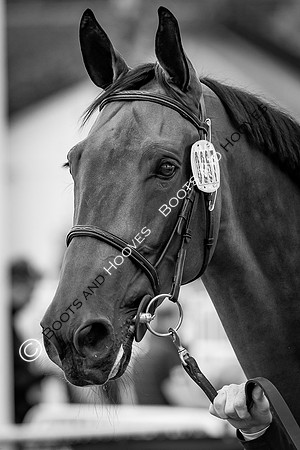 The FEI World Championships Herning 2022