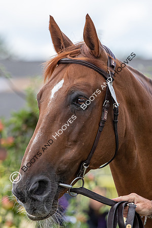 The FEI World Championships Herning 2022