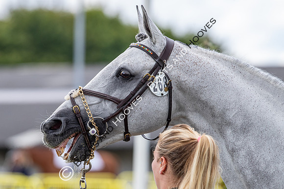 The FEI World Championships Herning 2022